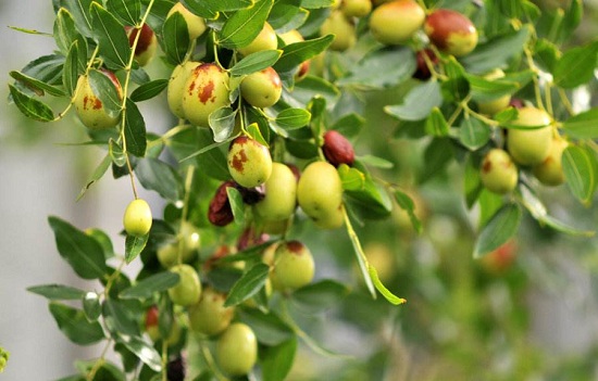辽宁葫芦岛美食特产,葫芦岛有什么特产请简单介绍一下