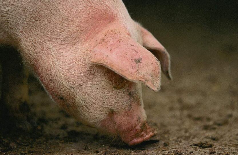 引起猪流鼻涕的病有哪些？有些病还真不简单！