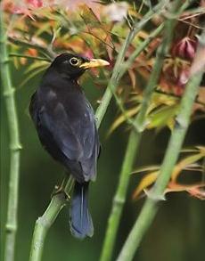 椋鸟怎么喂才能活下来,黄鹂鸟的驯养