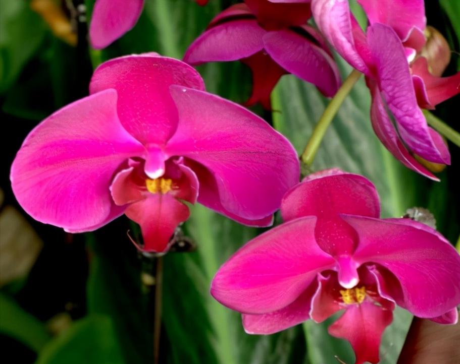 鍏拌姳绉嶇被鍥鹃壌,鐪嬭姦澶磋鲸鍏拌姳绉嶇被