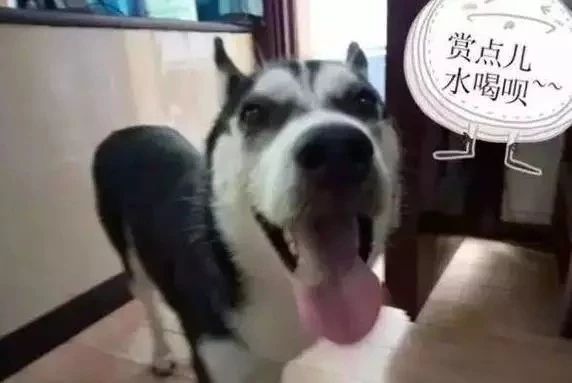 哈士奇跑进派出所,终于知道哈士奇拆家