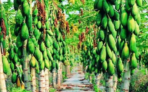 吃槟榔之后不能吃什么,吃槟榔之后的样子