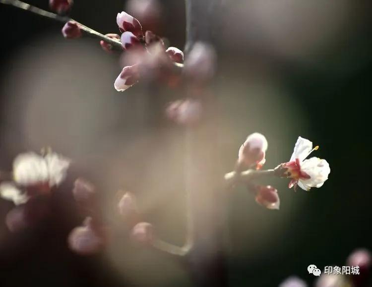 晋城哪里可以春游,晋城附近春游景点