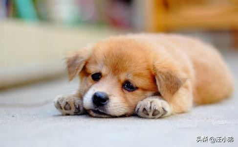 小土狗喝哪种奶粉,两个月大的小土狗可以喝驼奶粉吗