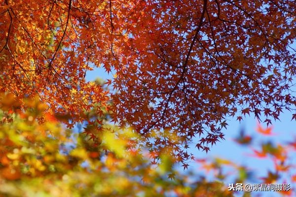 700年历史的日本小寺,为了看秋叶要买两次票,一次比一次贵