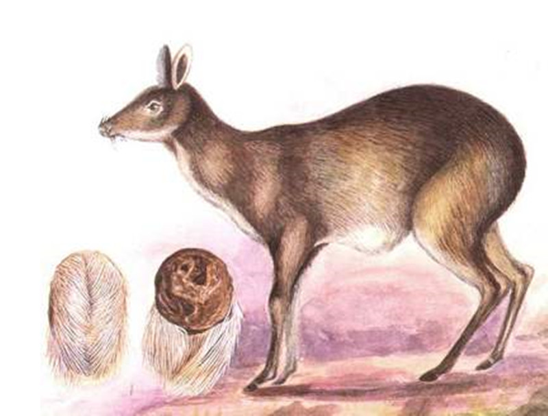 道孚县特色小吃,四川道孚有什么特产