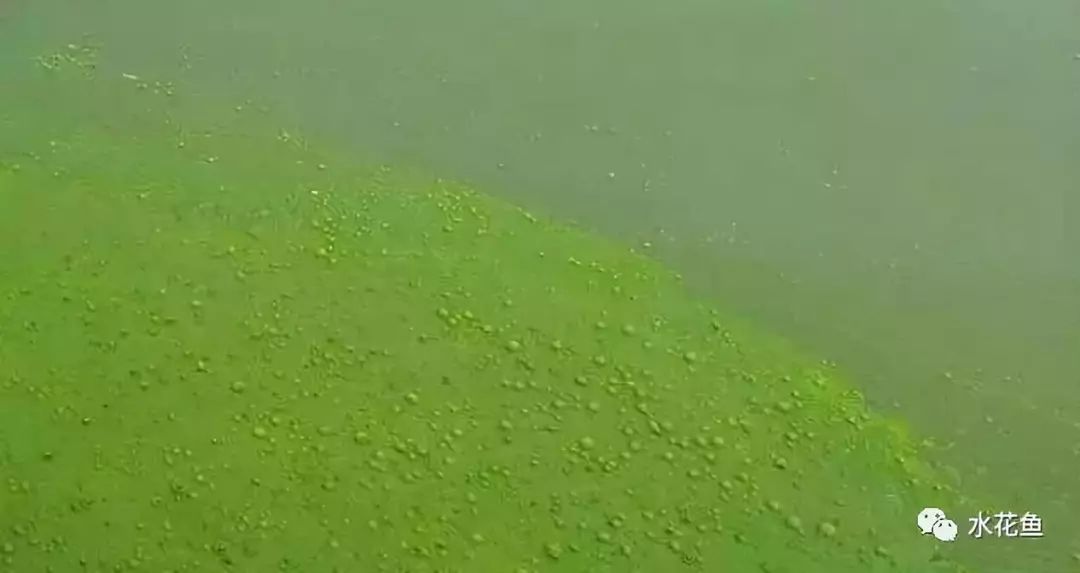 裸藻和裸甲藻是同一藻类吗,蓝藻与绿藻的相同点