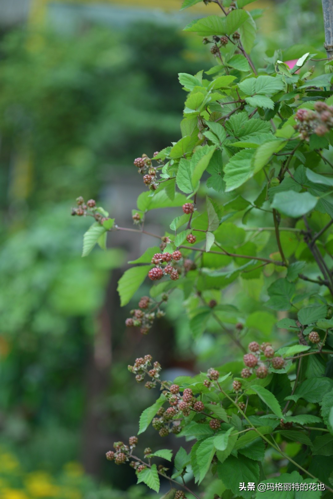 树莓在庭院怎么种植,树莓可在院子里种吗