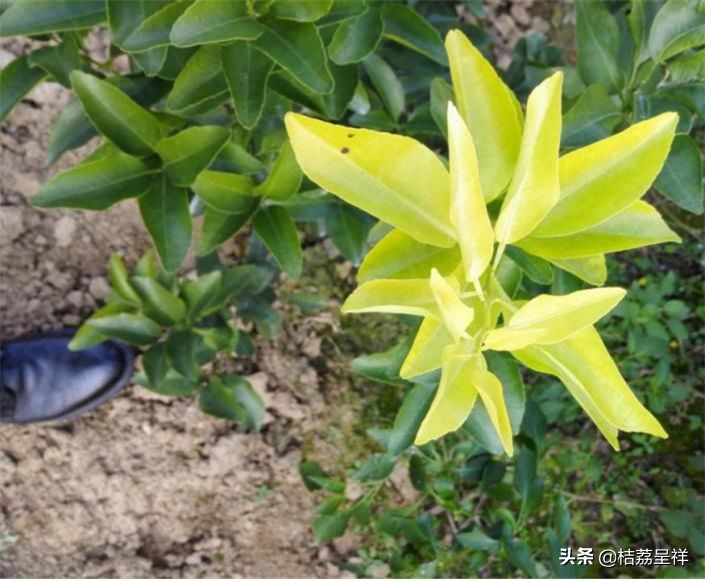 青柑橘如何快速变黄,柑橘怎么防黄叶
