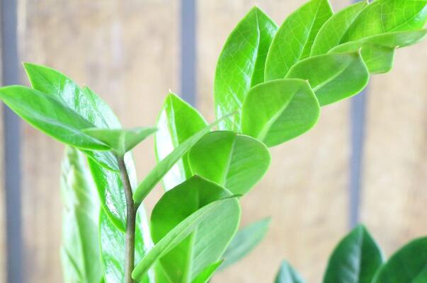 金钱树叶子长虫怎么治,金钱树虫害症状及防治