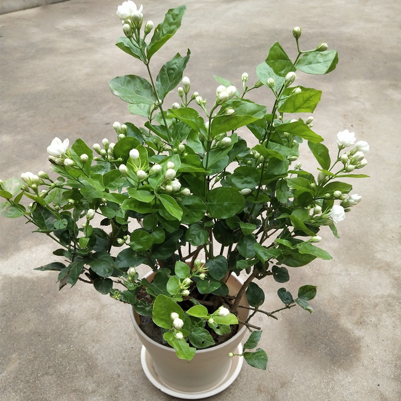 净化空气而且对身体好的花,净化空气对人身体有益的花