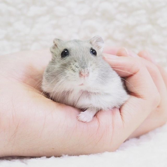 仓鼠躺手可爱,仓鼠躺手是好事吗