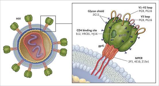 澳洲新冠疫苗最新信息,澳洲疫苗hiv