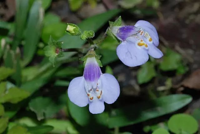 农村常见野花野草,这些野菜农村随处见