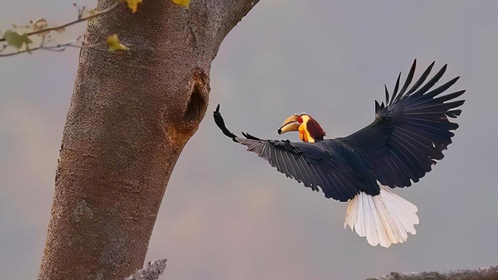 头骨最值钱鸟,头骨很珍贵的鸟