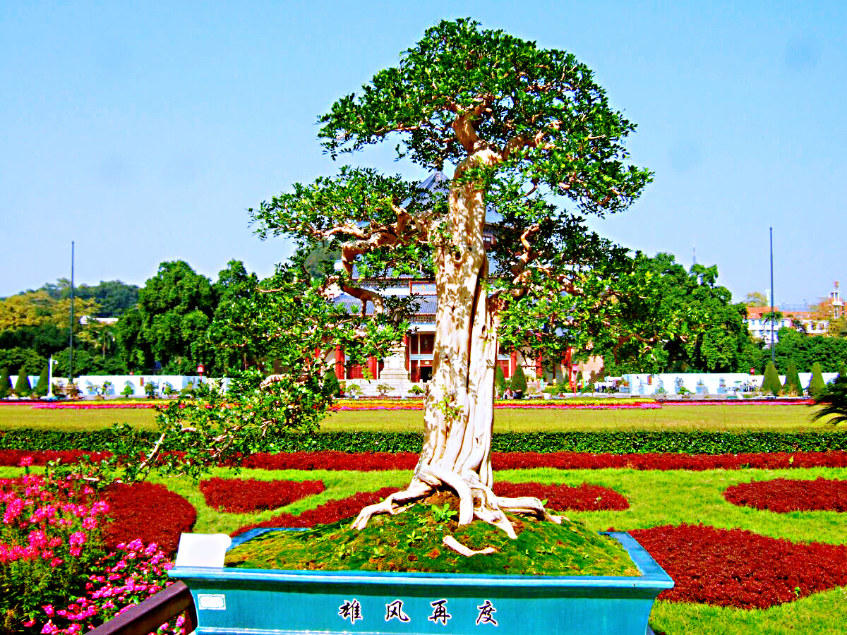 九里香木本,九里香是耐寒花卉吗