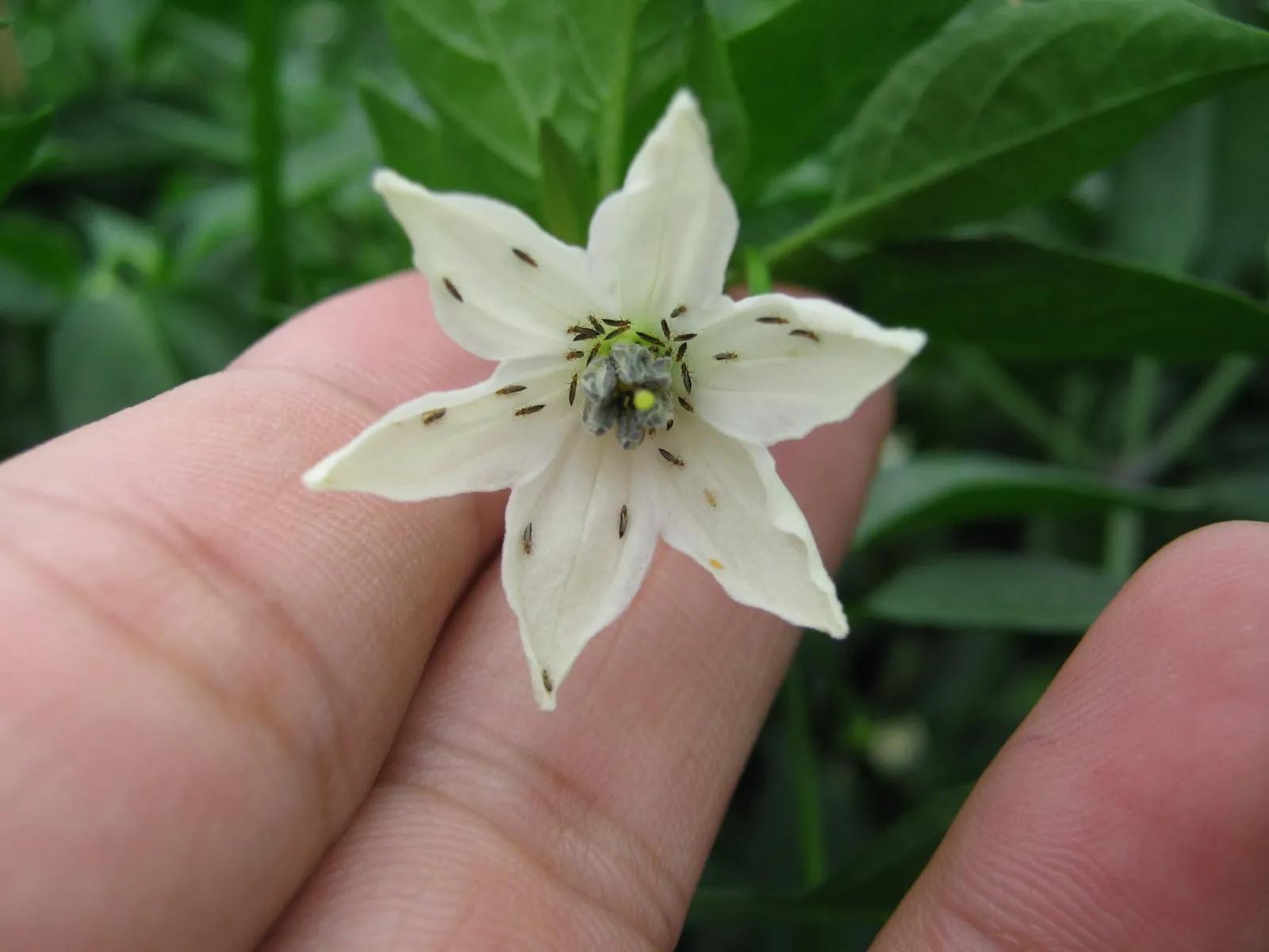 豆角蓟马最有效的防治方法,茄子蓟马最佳防治方法