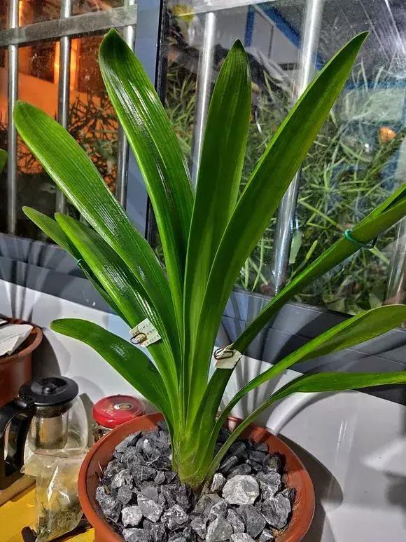 6种花不宜浇水,几种花不能给叶子喷水