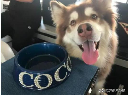 王思聪多少钱买的鸭子,王思聪买的什么鸭