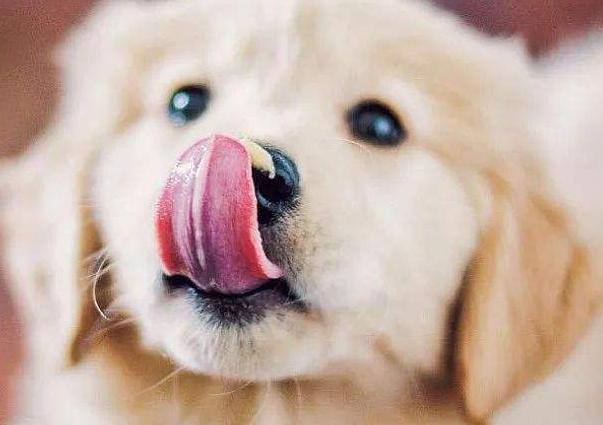 狗狗老是舔人代表什么意思,狗狗舔人意味着什么意思