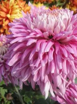 上海被低估的国际化学校,上海大学为啥被称为魔都良心大学