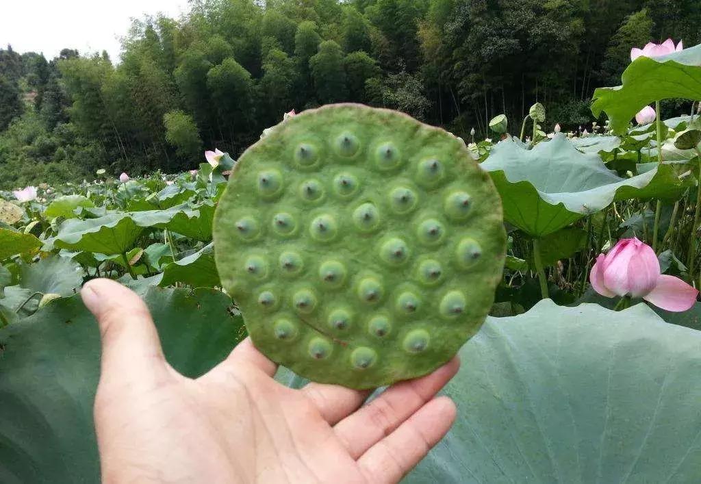 莲蓬种植一亩赚多少钱,莲蓬种每亩投资多少钱