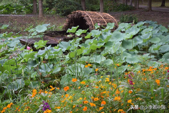 江苏常熟沙家浜现状,江苏常熟沙家浜景区演出