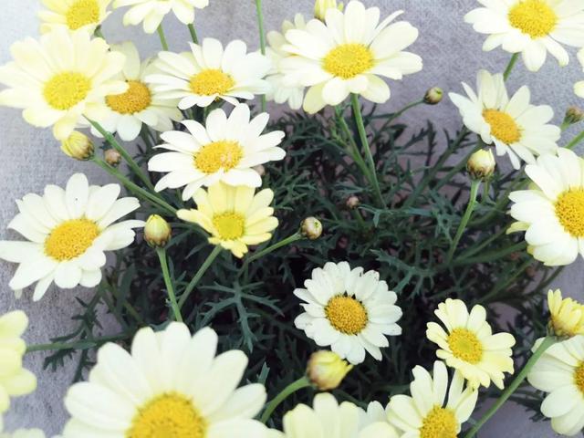 西安三桥附近哪里有花卉市场,西安北二环大明宫花卉市场地址