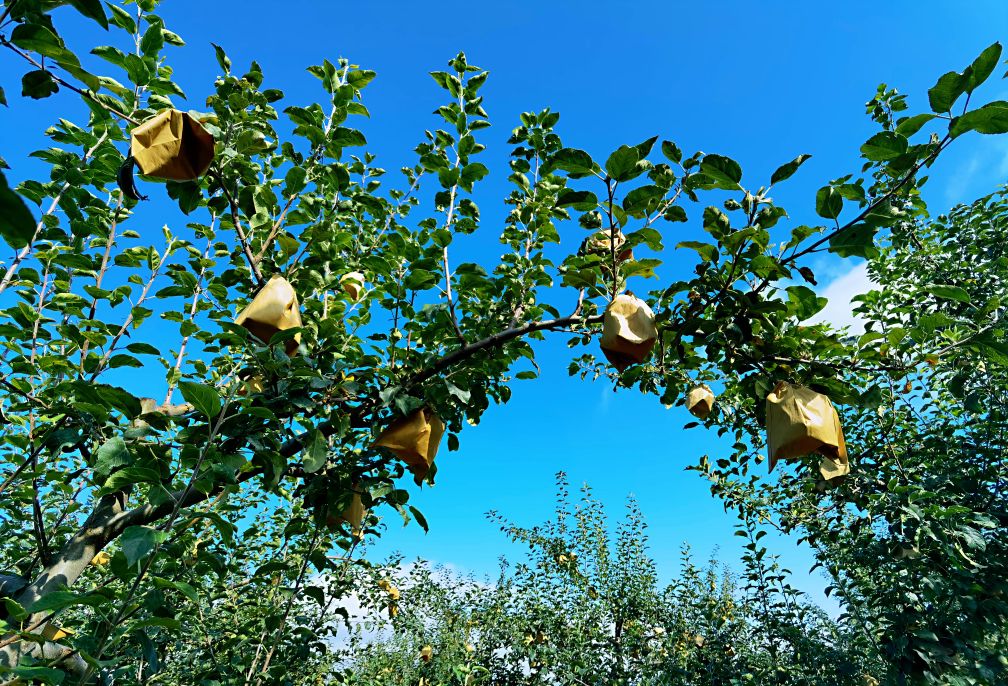 由戴套的苹果说开去