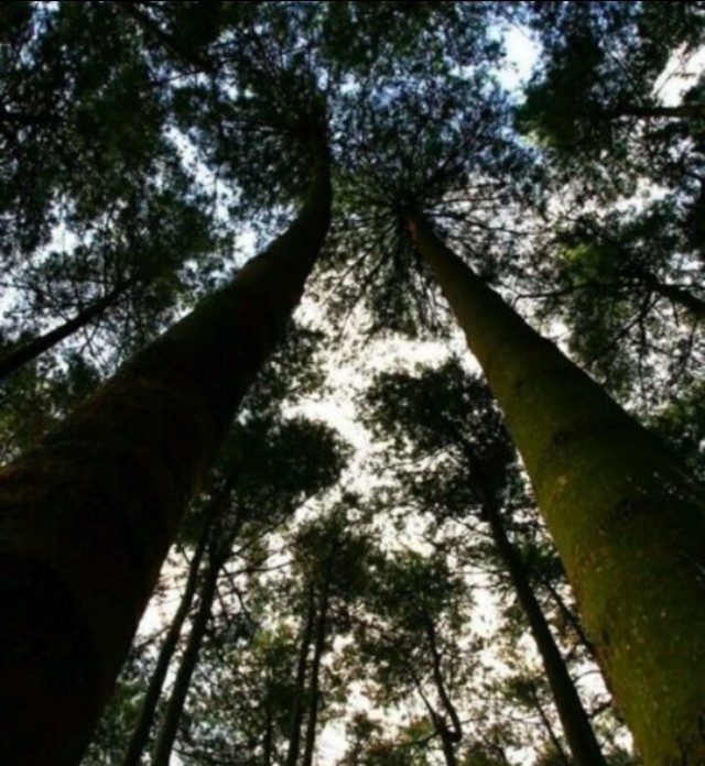 南召宝天曼地质公园,宝天曼内乡地质公园