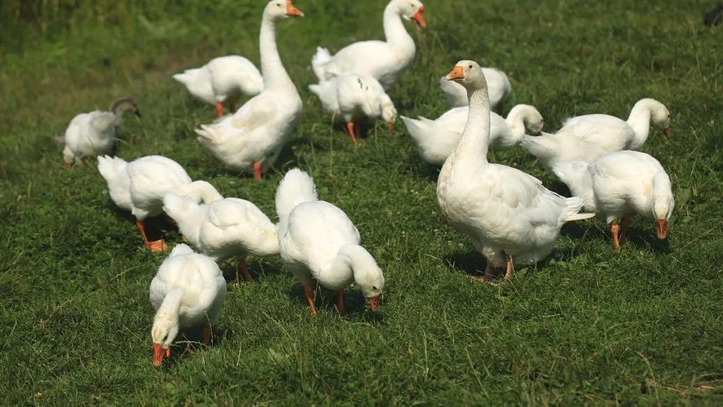 养鹅看家护院什么品种好,打工赚不到钱回家养鸡