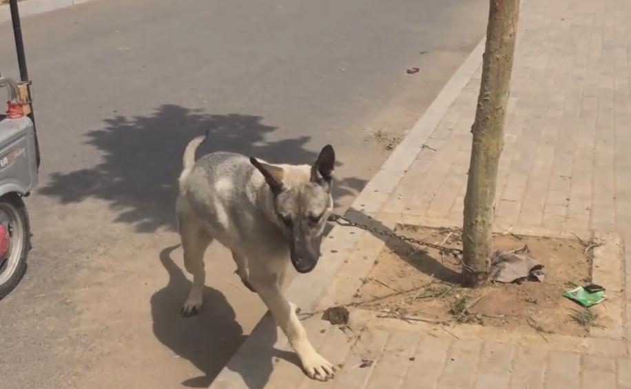 河南低价出售狗狗,河南宠物成年狗