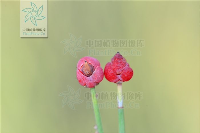 藁本神农本草经,神农本草经葛根原文