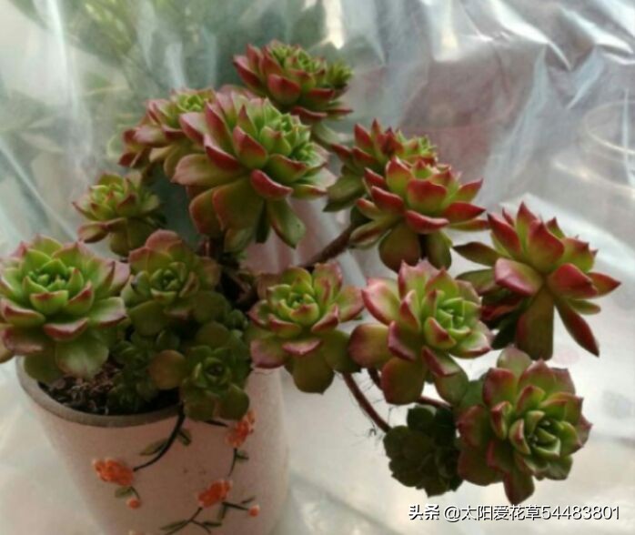 多肉冻伤叶片全部化水了怎么补救,多肉为什么夏天黑根了还能活