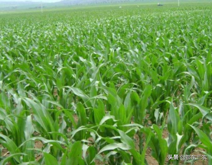 什么玉米种子高产,2500海拔左右的高产玉米种子