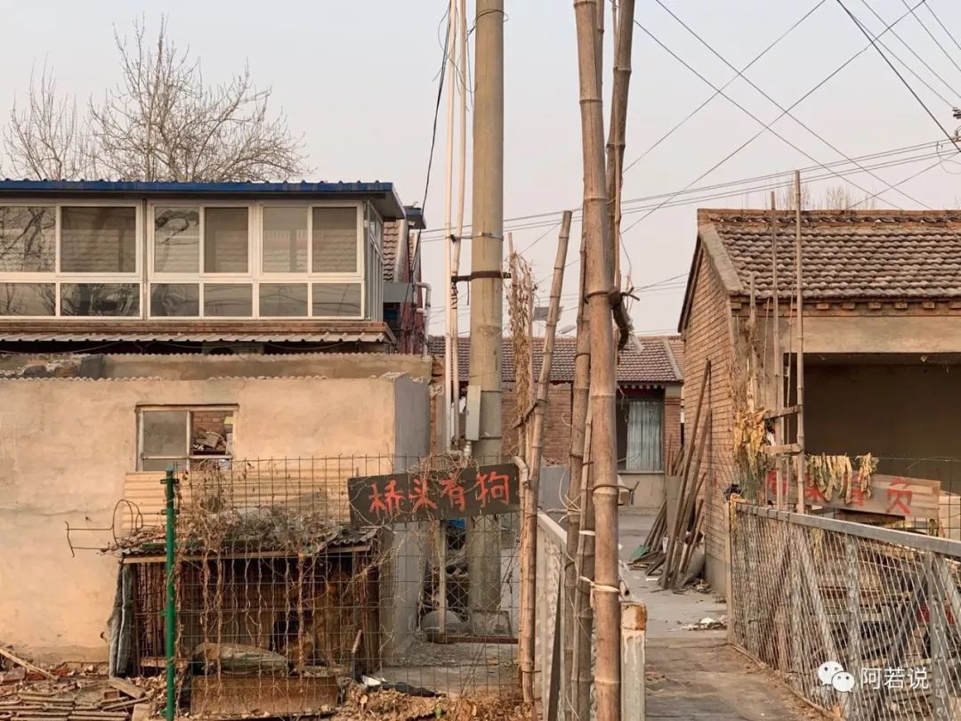 揭秘非法贩猫产业链,揭秘行业秘密