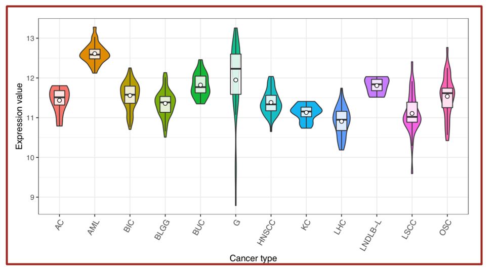 科研猫图片,科研猫
