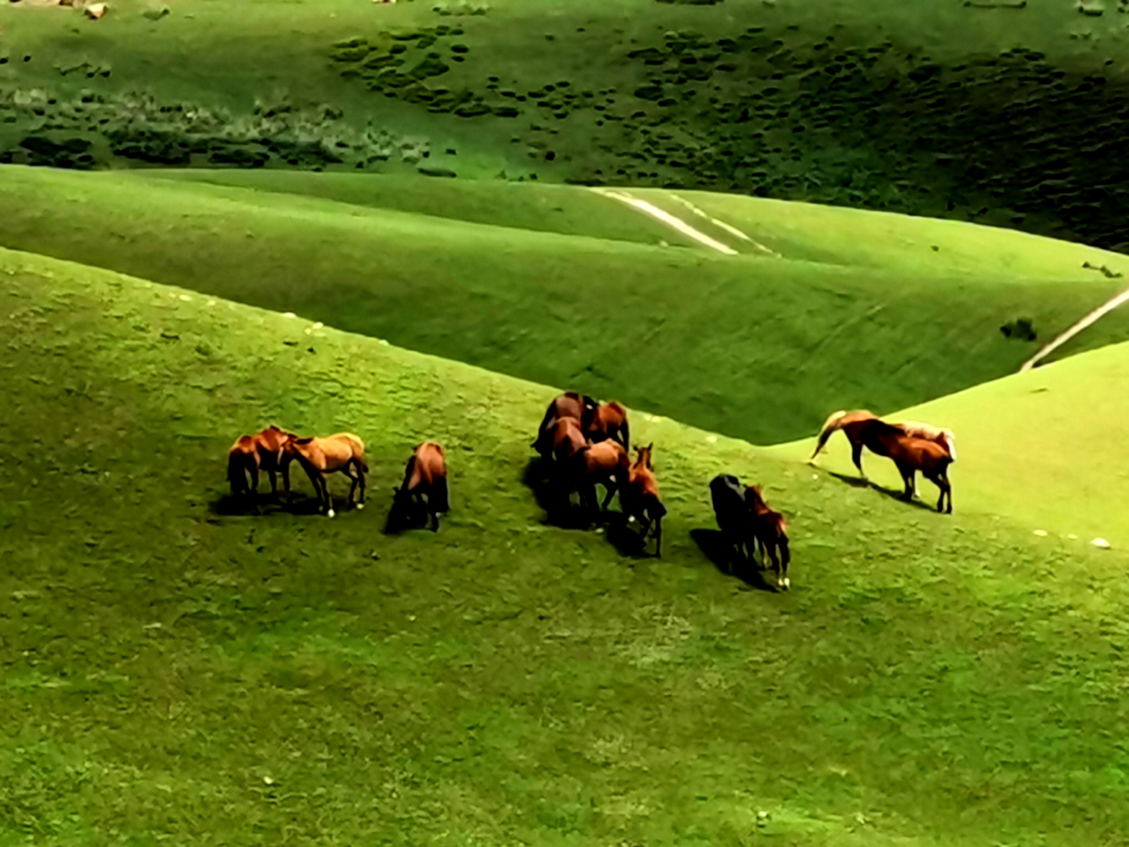 新疆旅行摄影攻略伊犁,伊犁草原摄影团
