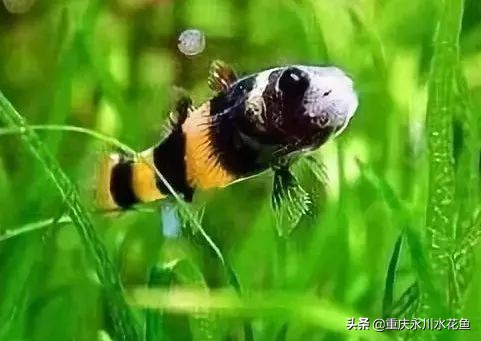 十大最好看的观赏鱼,观赏鱼100种形态