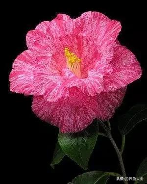 一至十二月的花期,12月到2月份的花期