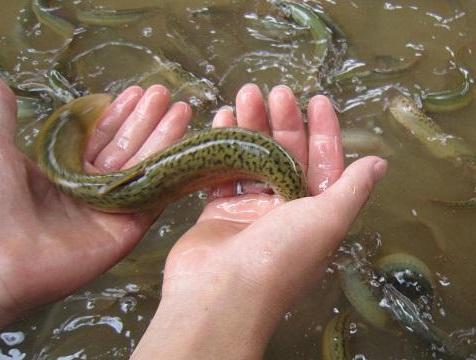 台湾泥鳅养殖方法及饲料配方,有机沼液泥鳅养殖技术