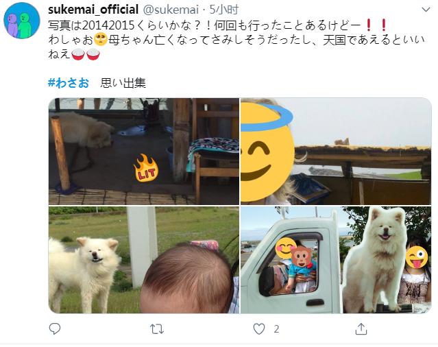 日本网红狗狗去世,日本狗死了