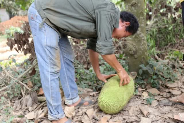 果肉饱满香甜浓郁白沙荣邦吴其貌线上销售菠萝蜜助农增收销路畅