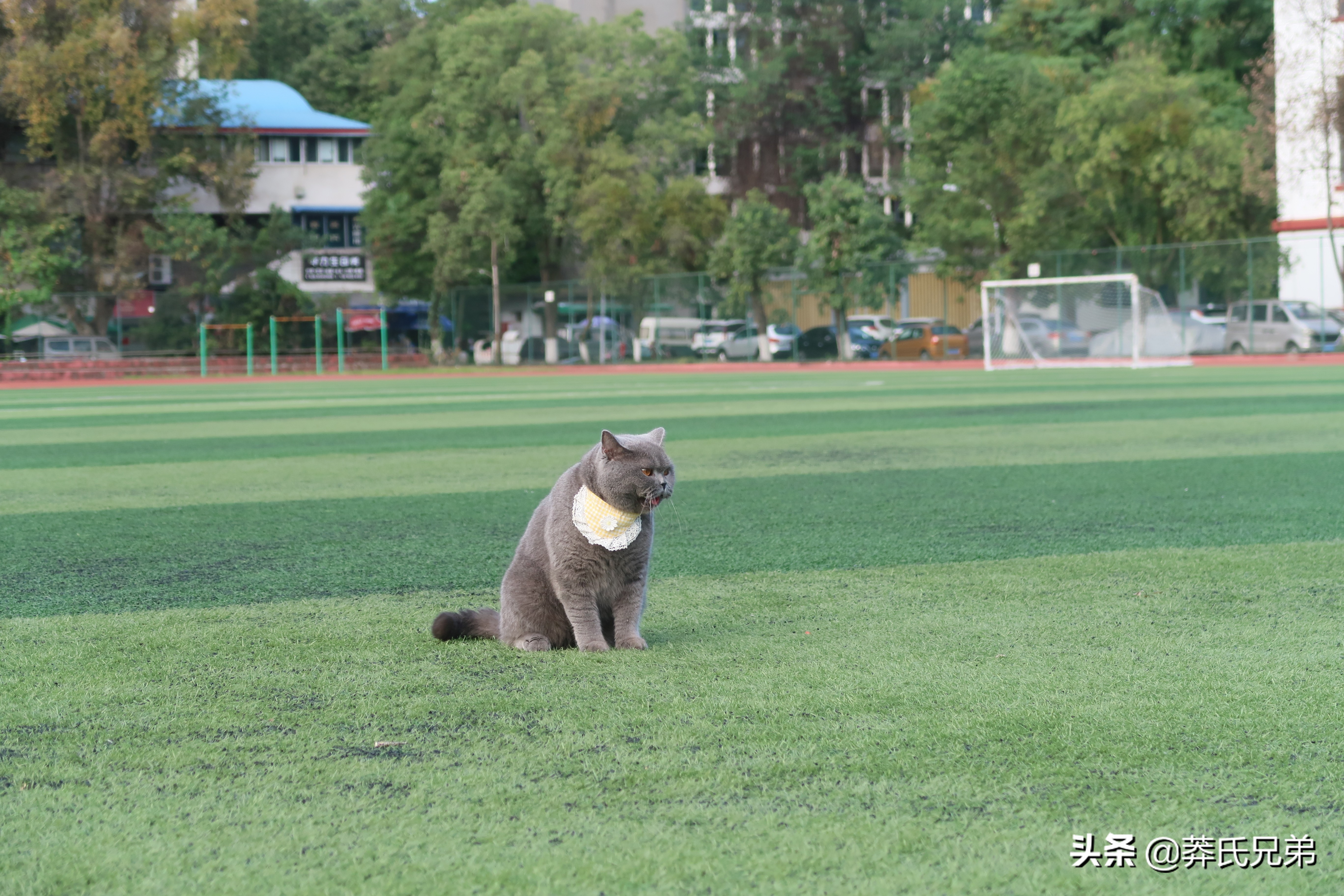 带猫去打篮球,带小猫咪去球场