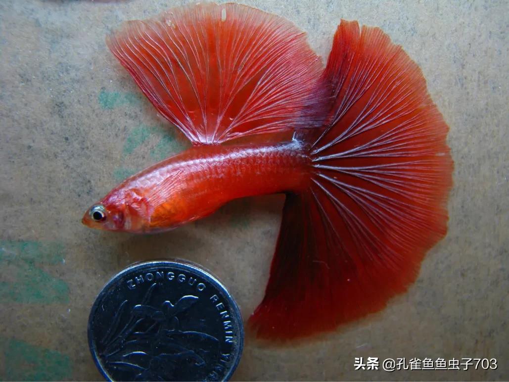 孔雀鱼剪尾的正确方法,孔雀鱼剪尾之后怎么恢复