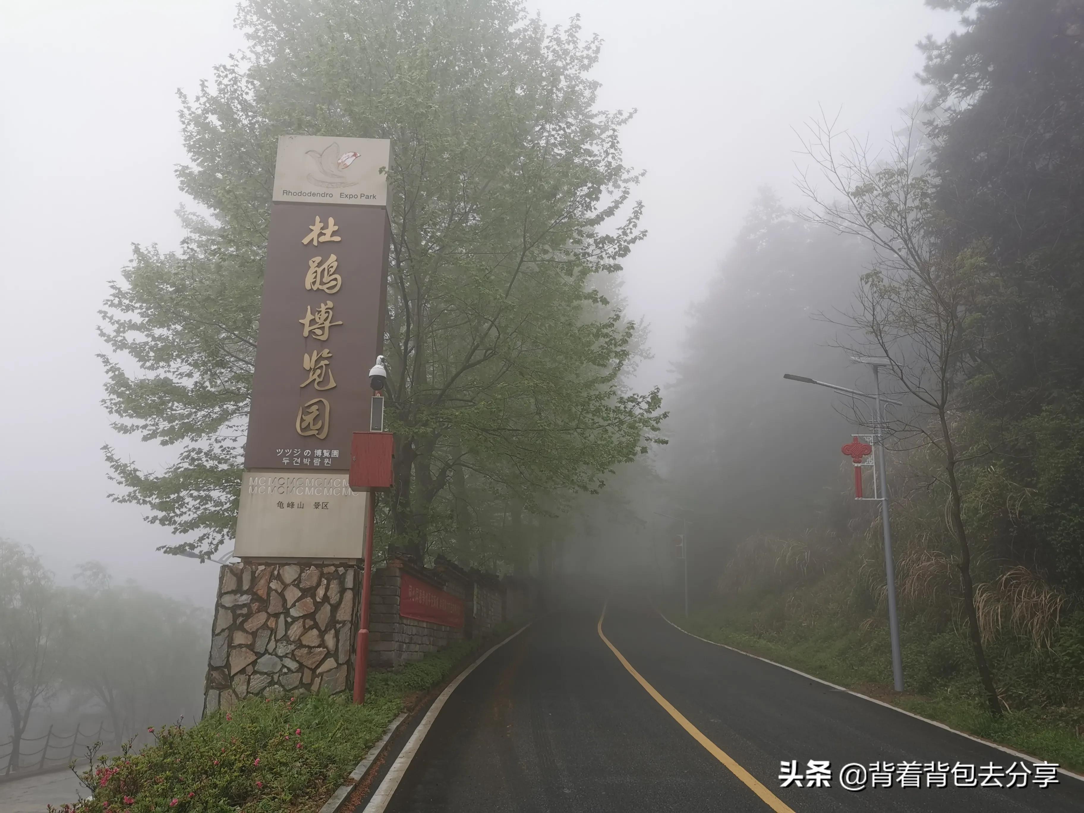 麻城龟峰山古杜鹃,面积最大的杜鹃花景区