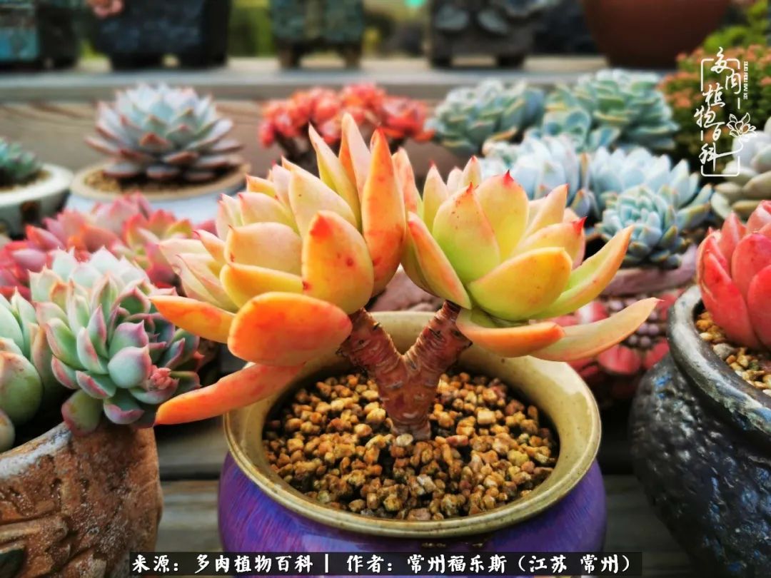 多肉是一处景物吗,多肉也有一道靓丽的风景