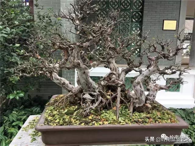 最美的100盆雀梅盆景,雀梅盆景第一年修剪视频