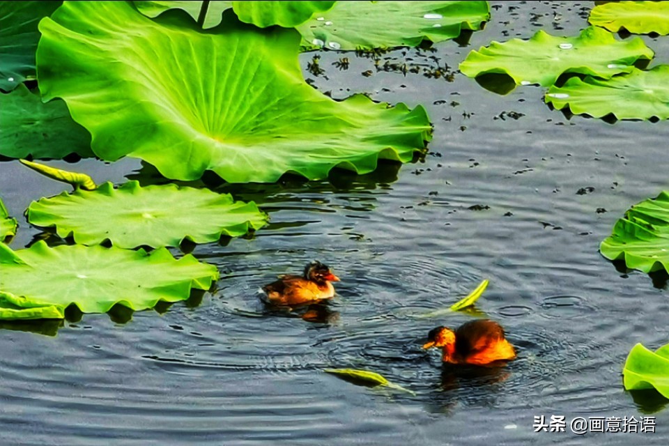 诗词鉴赏｜亭廊秀色觅荷香，月夜苍穹映碧光
