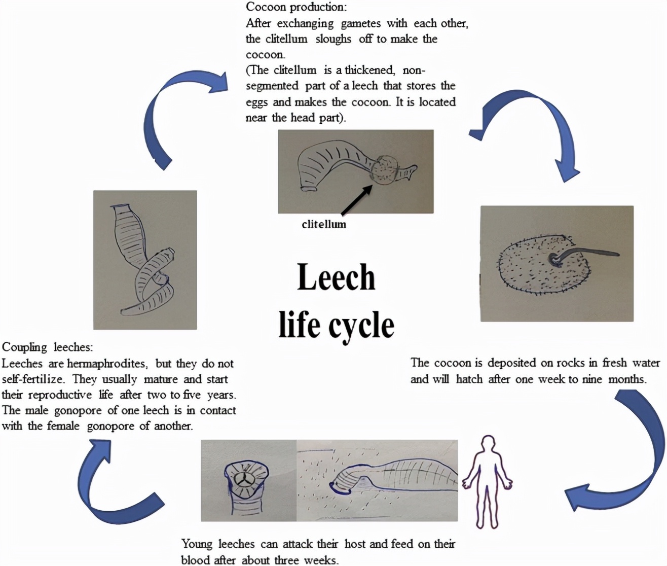 水蛭被人吃进肚子里它能活多久,水蛭被吃到肚子里能活吗